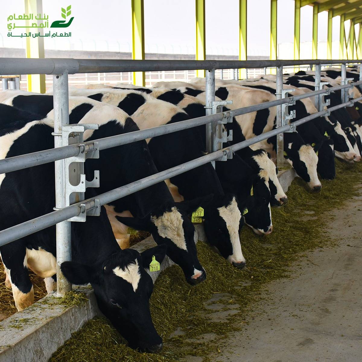 بنك الطعام المصري يواصل تنفيذ برنامج صك الأضحية 