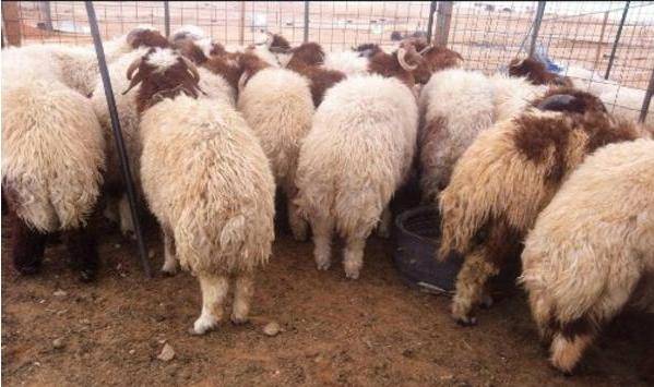 بلدية مأدبا تستكمل إستعدادتها لاستقبال عيد الأضحى المبارك