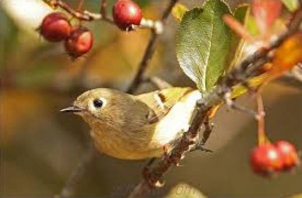 سلطة جودة البيئة تصدر ورقة حقائق حول أهمية هجرة الطيور الخريفية