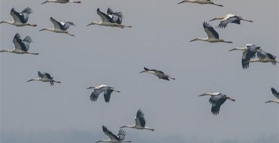 المفرق : الطيور المهاجرة تتسبب بقطع في التيار الكهربائي وتعطل بآبار ضخ المياه