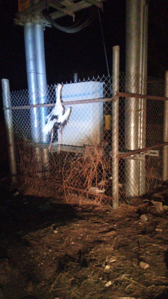 حماية الطبيعة : عرفنا مهددات انقطاع الكهرباء مسبقاً .. ونطالب بإجراءات مستقبلية لعدم تكرارها