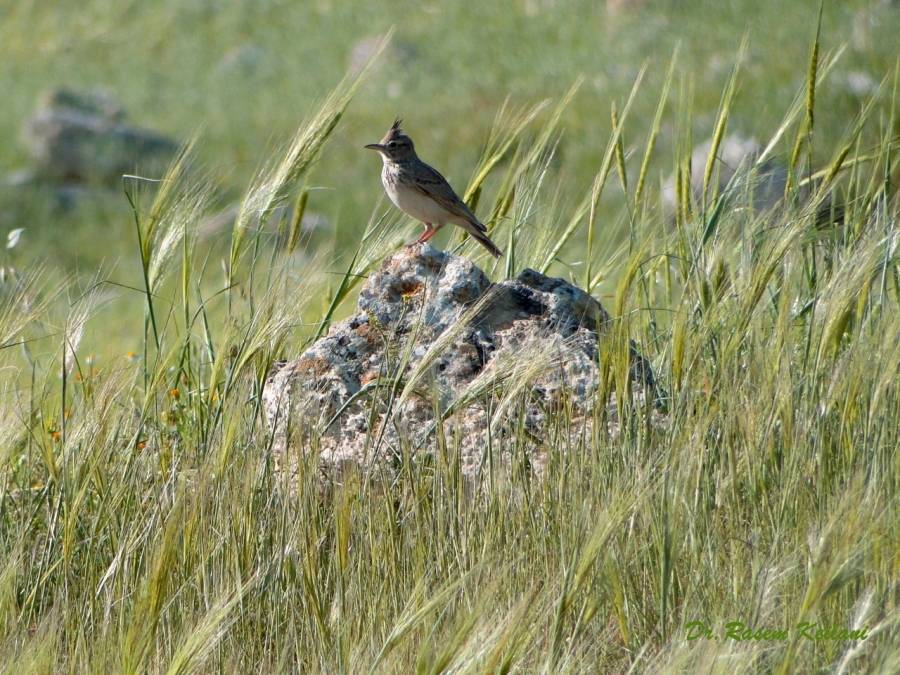 تنوع نباتي فريد في محمية عجلون