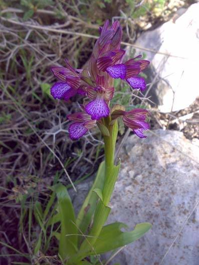 تنوع نباتي فريد في محمية عجلون   