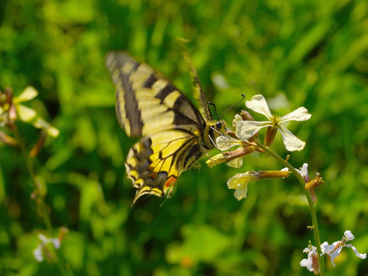 تنوع نباتي فريد في محمية عجلون   
