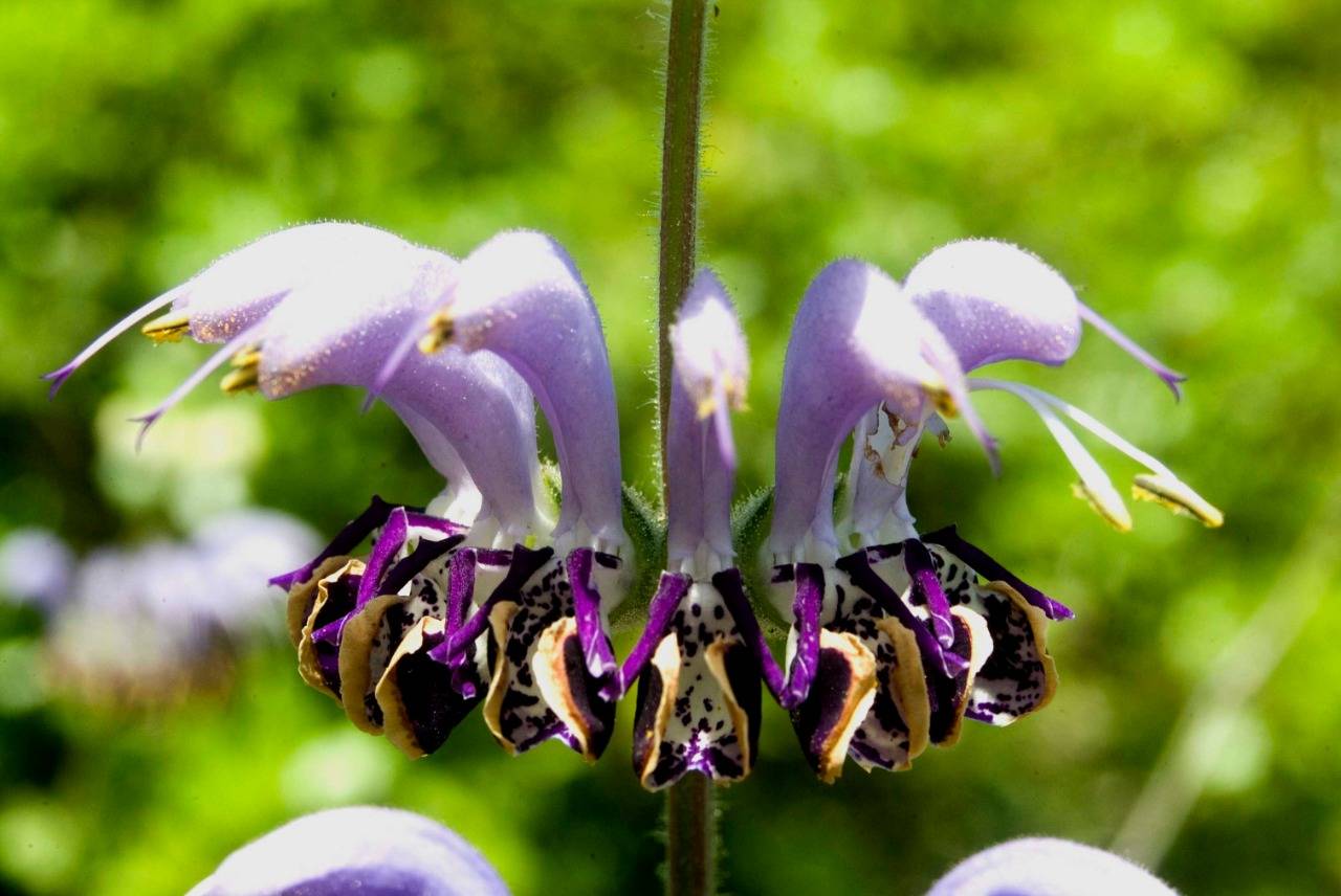 تنوع نباتي فريد في محمية عجلون   