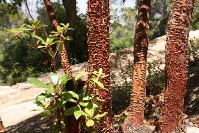 تنوع نباتي فريد في محمية عجلون   