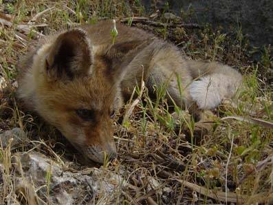 تنوع نباتي فريد في محمية عجلون   