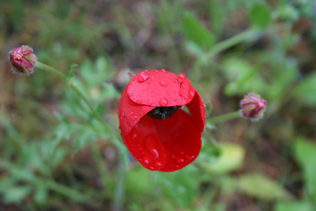 تنوع نباتي فريد في محمية عجلون   