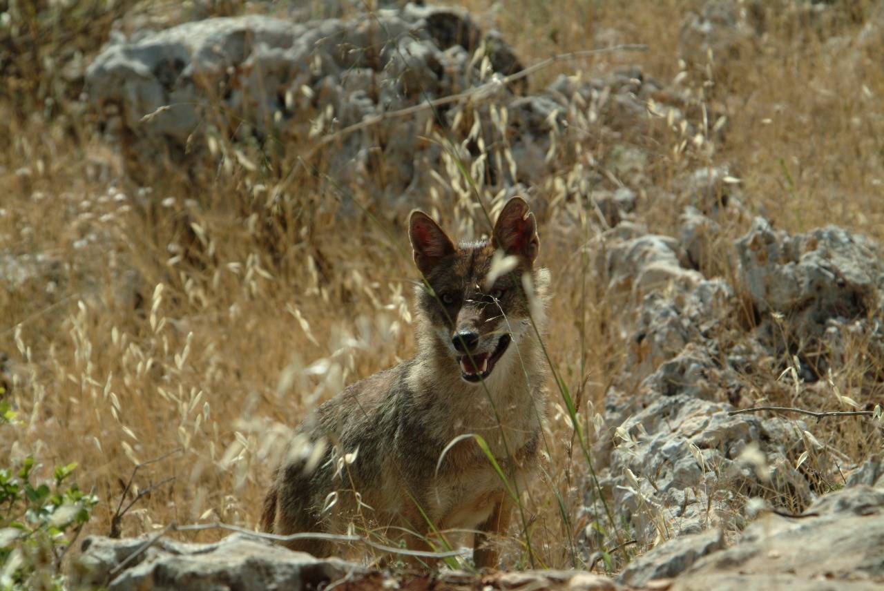 تنوع نباتي فريد في محمية عجلون   