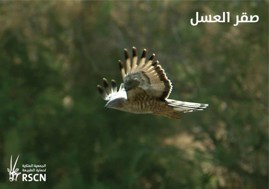 الطيور المهاجرة تعبر سماء المملكة معلنةً بداية موسم الهجرة