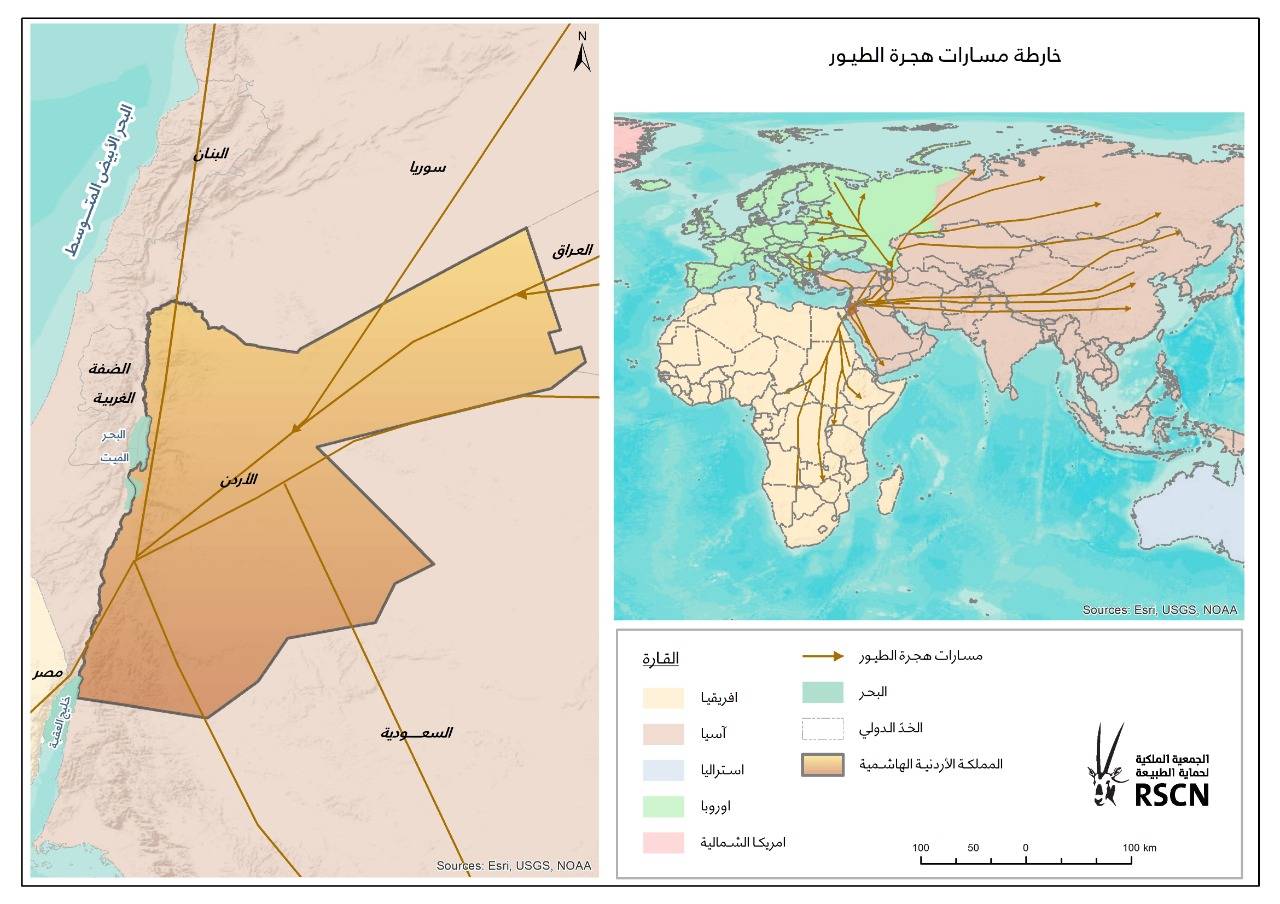 الطيور المهاجرة تعبر سماء المملكة معلنةً بداية موسم الهجرة