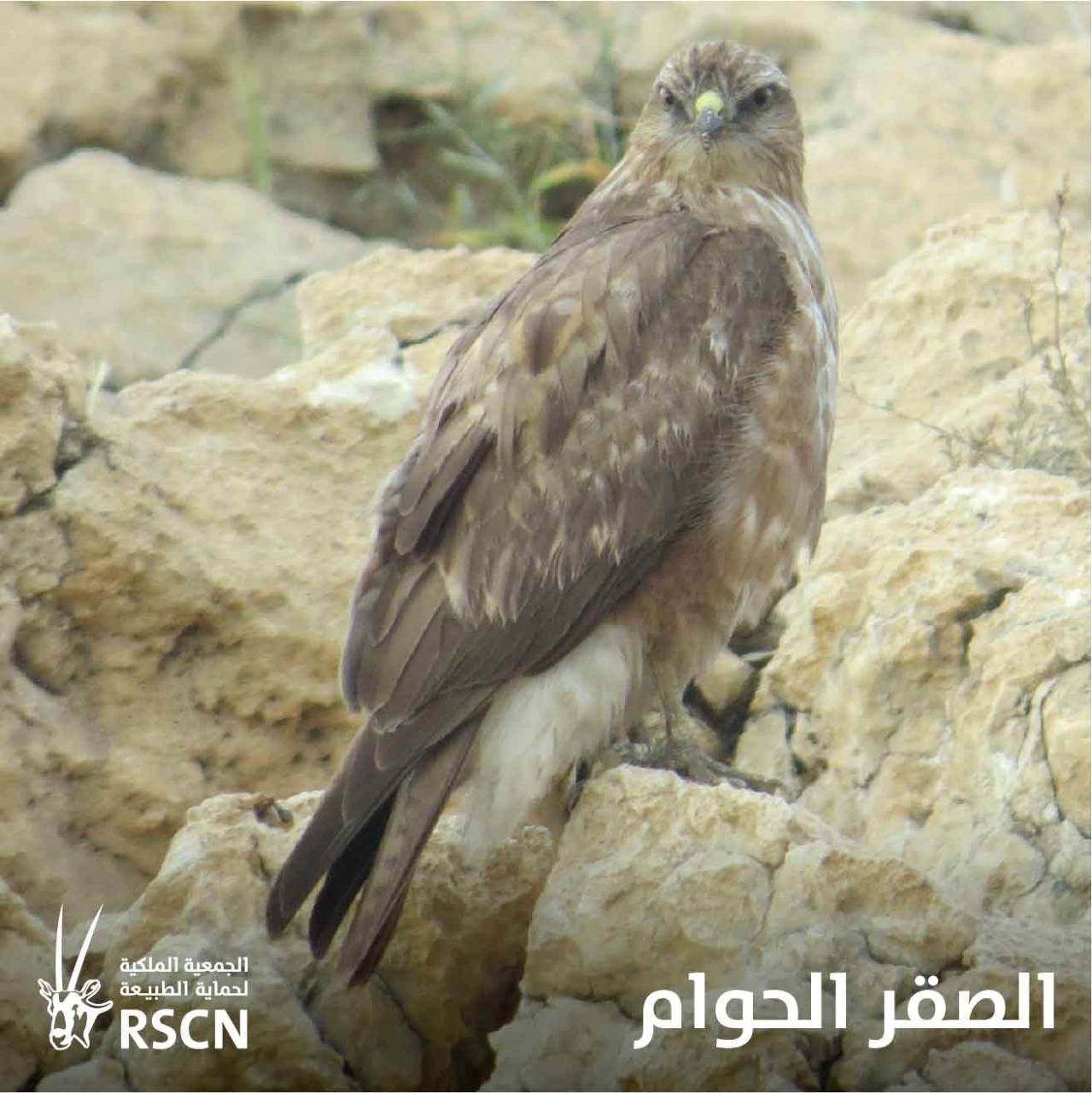 الطيور المهاجرة تعبر سماء المملكة معلنةً بداية موسم الهجرة