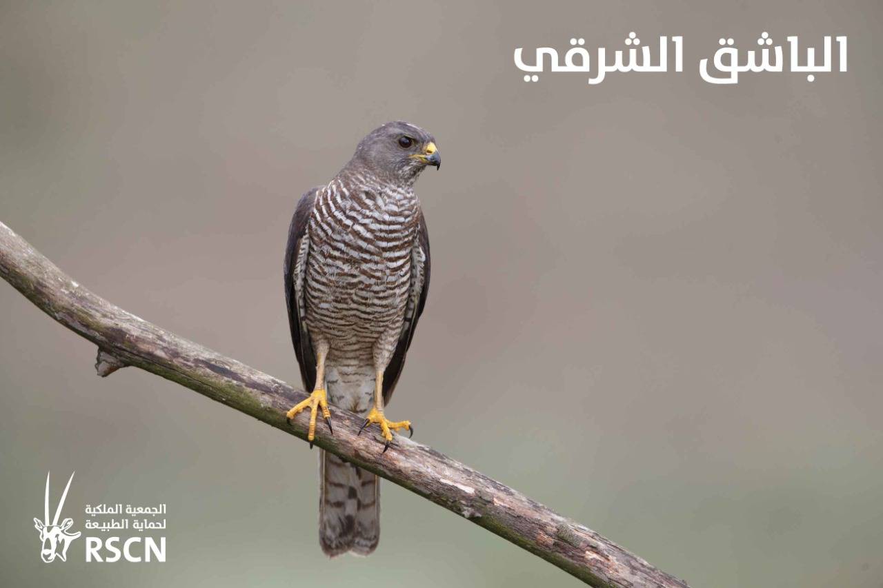 الطيور المهاجرة تعبر سماء المملكة معلنةً بداية موسم الهجرة