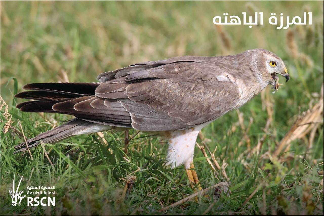 الطيور المهاجرة تعبر سماء المملكة معلنةً بداية موسم الهجرة