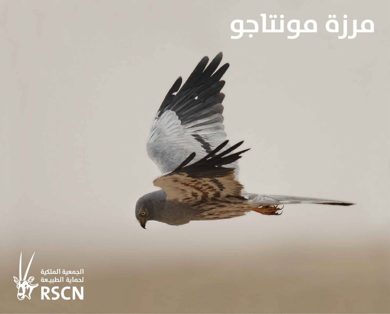 الطيور المهاجرة تعبر سماء المملكة معلنةً بداية موسم الهجرة