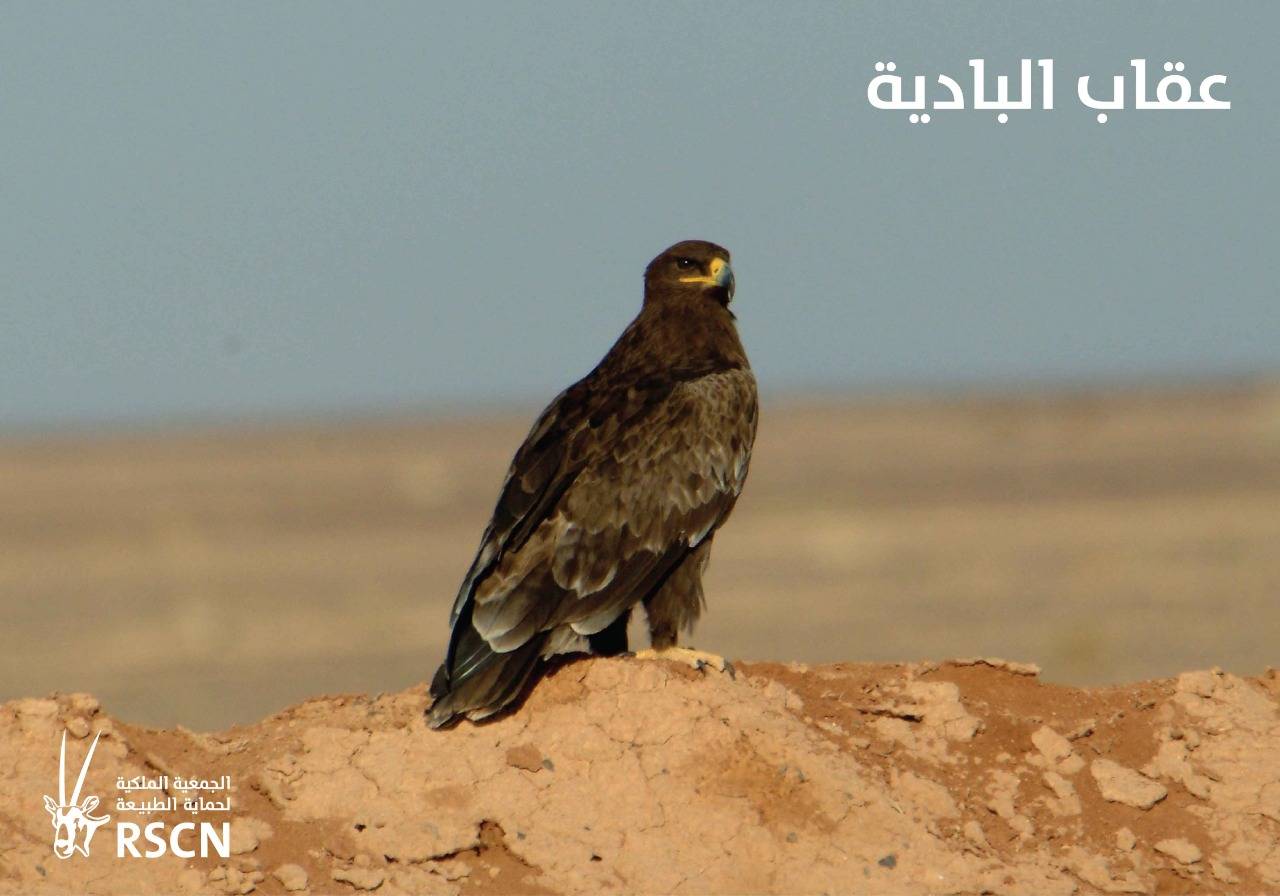 الطيور المهاجرة تعبر سماء المملكة معلنةً بداية موسم الهجرة