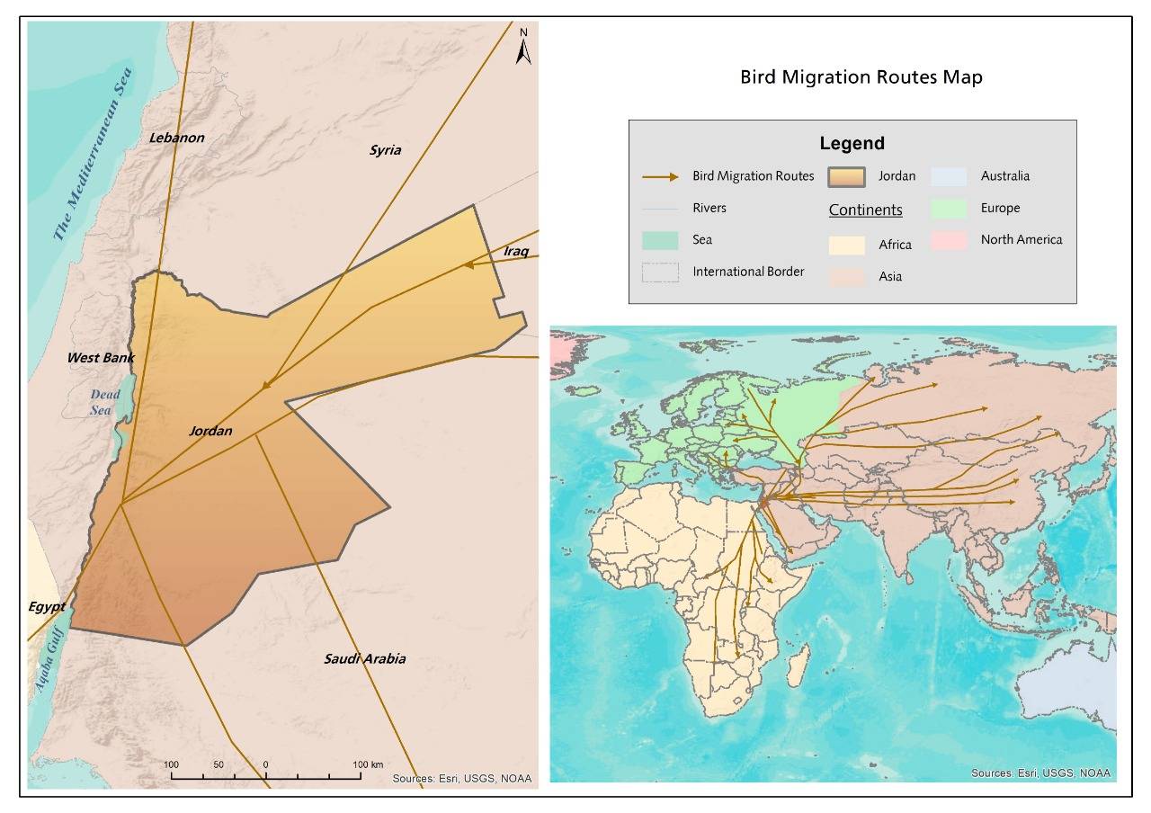 الطيور المهاجرة تعبر سماء المملكة معلنةً بداية موسم الهجرة