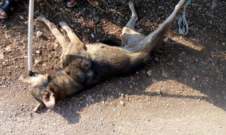 الكلاب الضالة تنهش جسد سيده وثلاثه اطفال في بلدة طيبة بمحافظة إربد