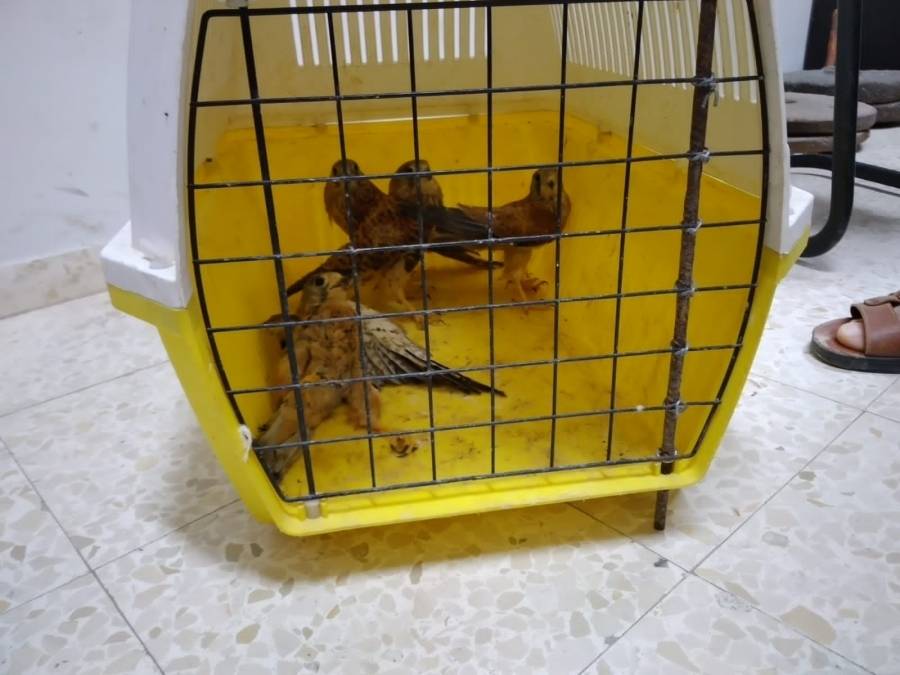 فلسطين : ضبط 4 طيور من العوسق في بلدة فقوعة قرب جنين