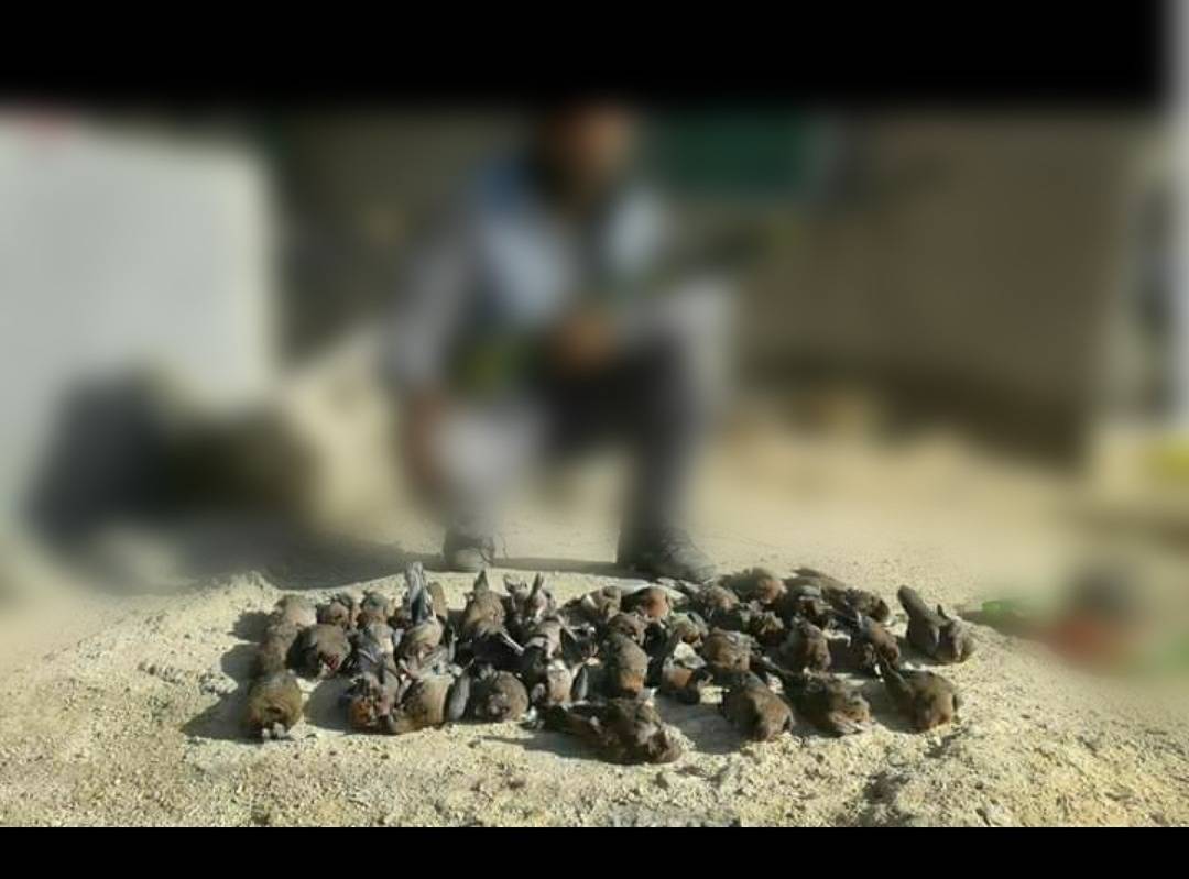 حماية الطبيعة تثمن جهود الادارة الملكية لحماية البيئة والسياحة بمتابعة مخالفات الصيد المنشورة الكترونياً 