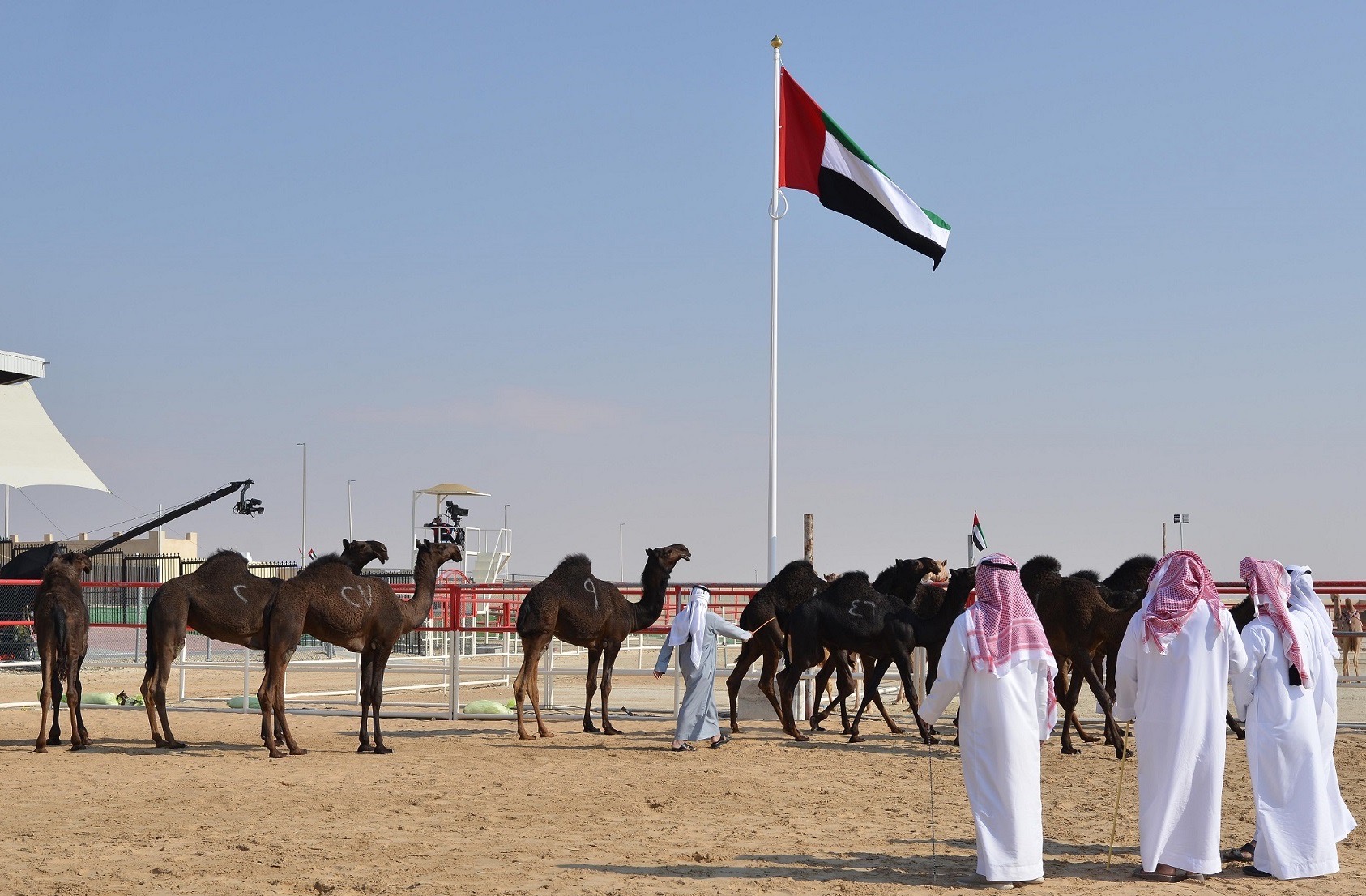 مهرجان الظفرة 2020 بدورته 14 يعلن عن دليل الإشتراطات والإشتراك وجداول الدخول لـ مزاينة الإبل 