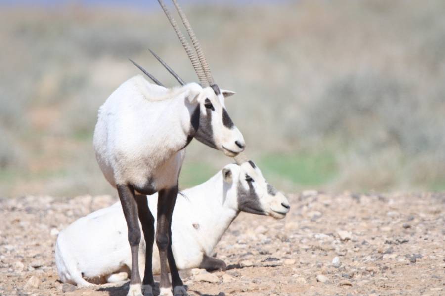 الشومري سياحة بيئية وتجريبية بين قطعان المها العربي