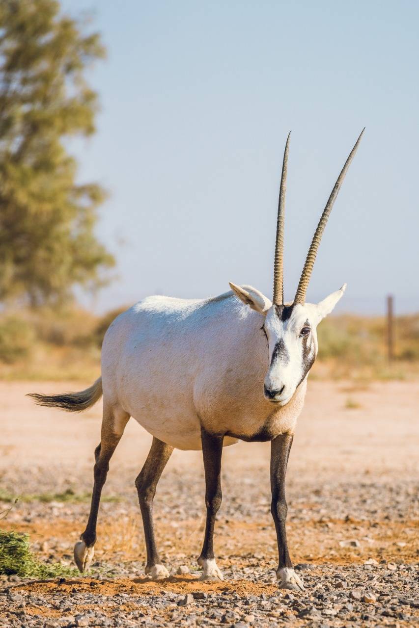 الشومري سياحة بيئية وتجريبية بين قطعان المها العربي