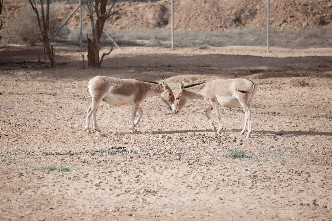 الشومري سياحة بيئية وتجريبية بين قطعان المها العربي