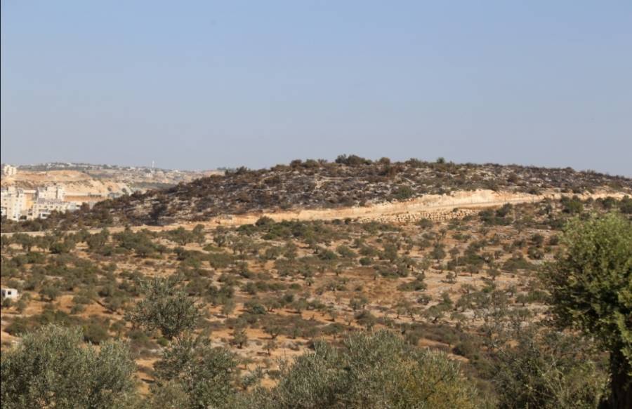 سلطة جودة البيئة: الاحتلال يدمر الغطاء الأرضي والنباتي لأراضينا في قرية صفا قرب رام الله