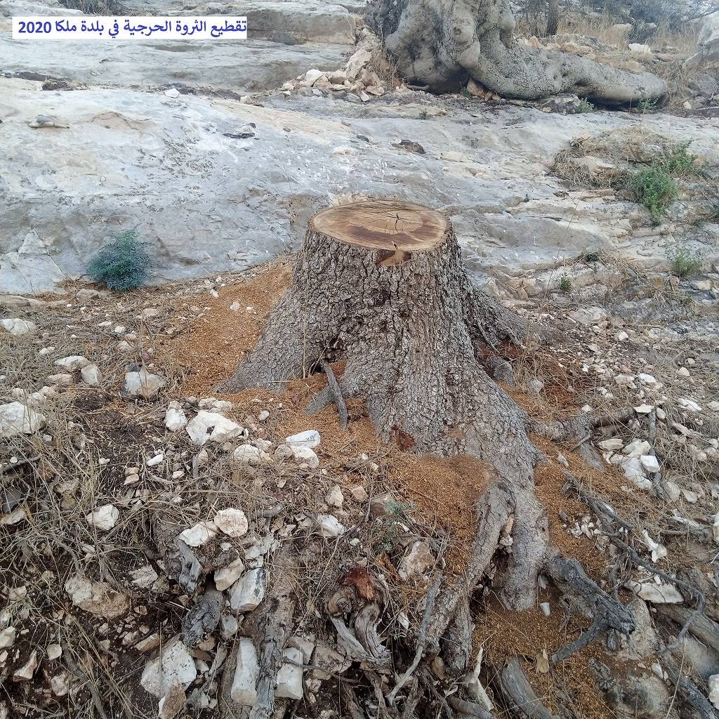 نداء استغاثة عاجل من (مرصد ملكا الإعلامي) للحكومة بسبب التحطيب الجائر للثروة الحرجية المعمّرة في جبال وأودية ملكا والقرى المحيطة بها ودعوة (داودية) وزير الزراعة أن يكون حامياً للثروة الحرجية
