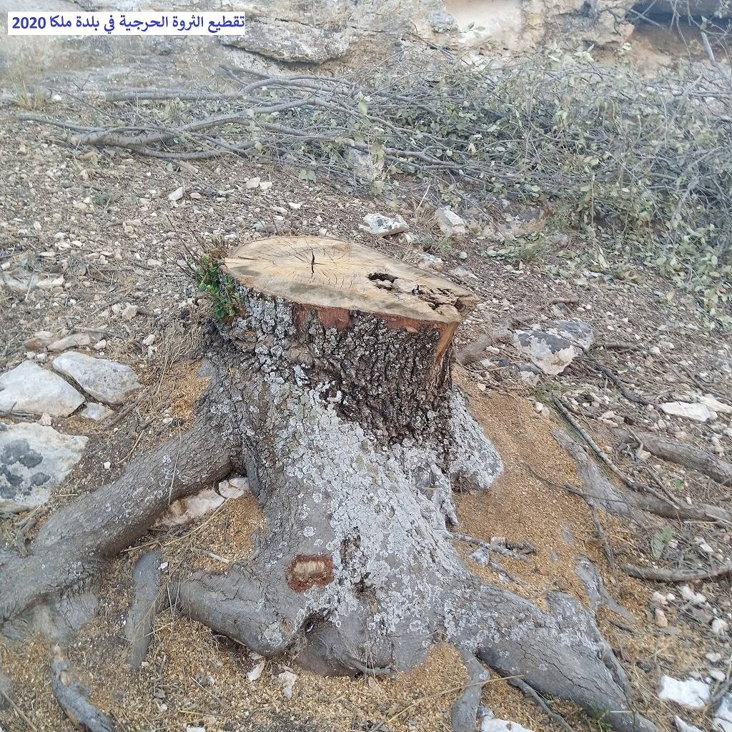 نداء استغاثة عاجل من (مرصد ملكا الإعلامي) للحكومة بسبب التحطيب الجائر للثروة الحرجية المعمّرة في جبال وأودية ملكا والقرى المحيطة بها ودعوة (داودية) وزير الزراعة أن يكون حامياً للثروة الحرجية