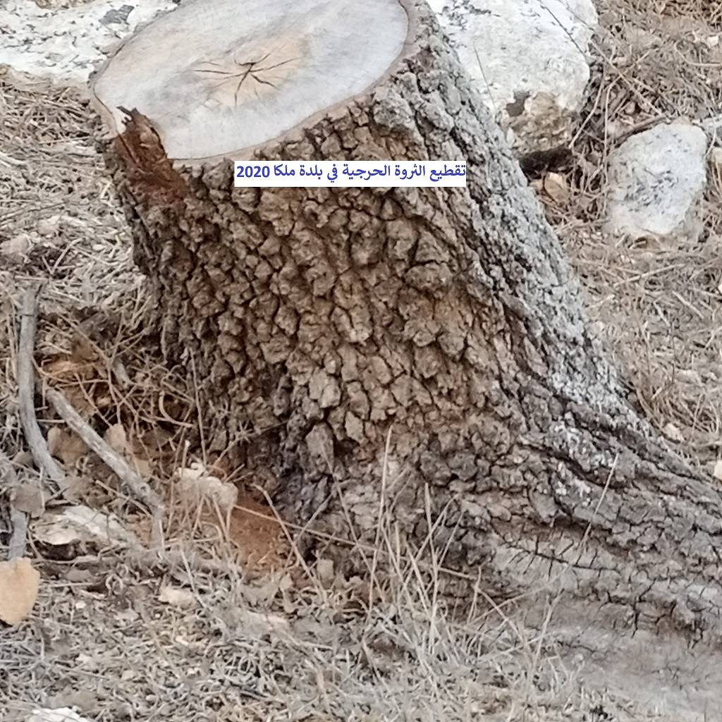 نداء استغاثة عاجل من (مرصد ملكا الإعلامي) للحكومة بسبب التحطيب الجائر للثروة الحرجية المعمّرة في جبال وأودية ملكا والقرى المحيطة بها ودعوة (داودية) وزير الزراعة أن يكون حامياً للثروة الحرجية