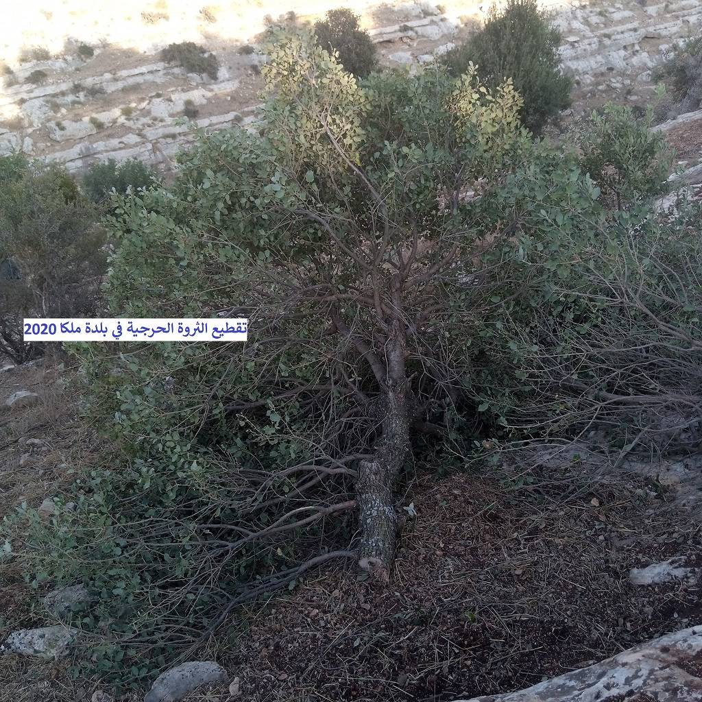 نداء استغاثة عاجل من (مرصد ملكا الإعلامي) للحكومة بسبب التحطيب الجائر للثروة الحرجية المعمّرة في جبال وأودية ملكا والقرى المحيطة بها ودعوة (داودية) وزير الزراعة أن يكون حامياً للثروة الحرجية