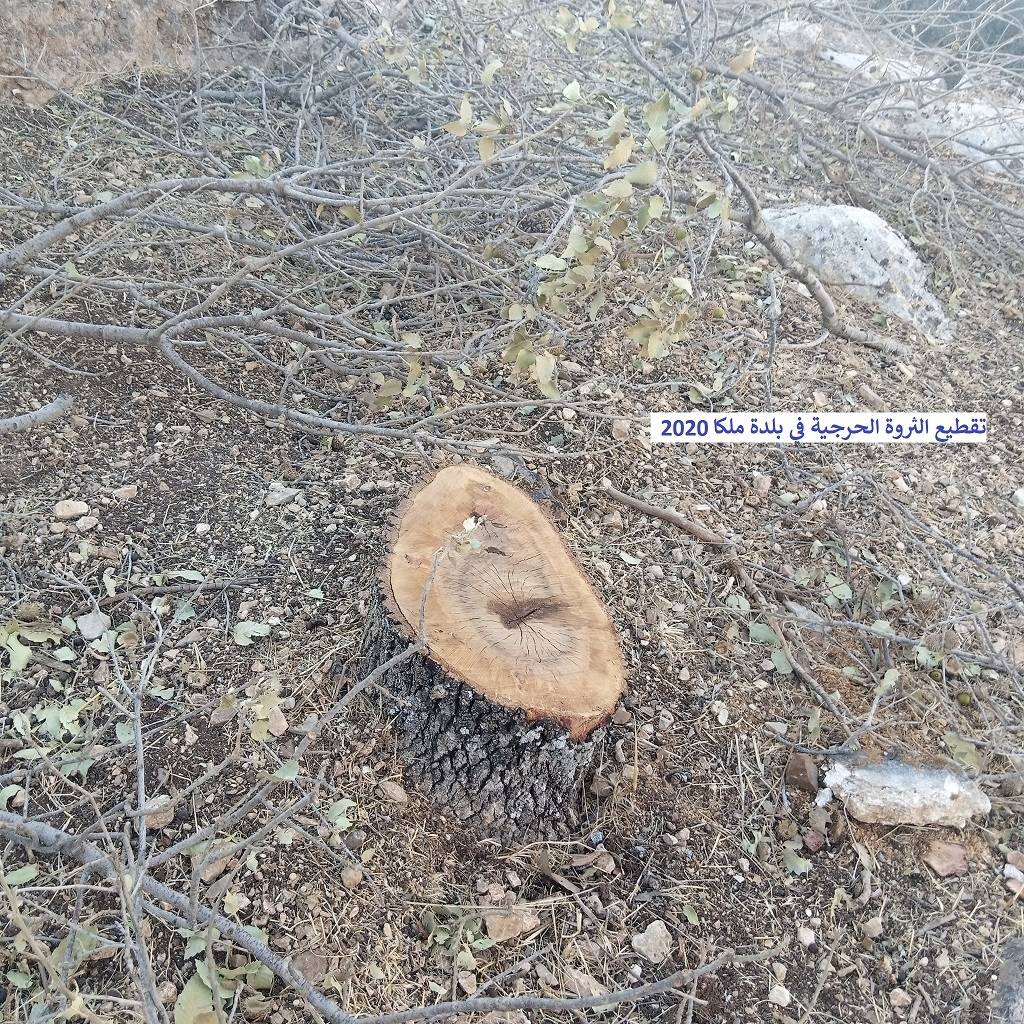 نداء استغاثة عاجل من (مرصد ملكا الإعلامي) للحكومة بسبب التحطيب الجائر للثروة الحرجية المعمّرة في جبال وأودية ملكا والقرى المحيطة بها ودعوة (داودية) وزير الزراعة أن يكون حامياً للثروة الحرجية