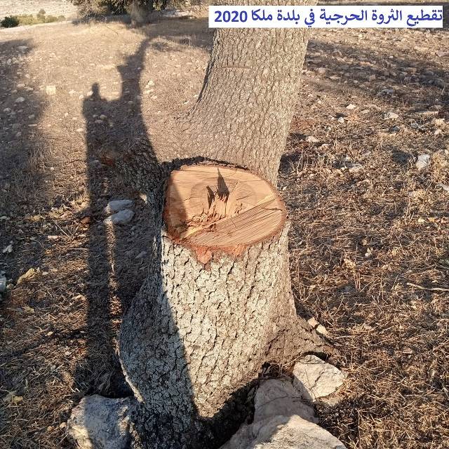 نداء استغاثة عاجل من (مرصد ملكا الإعلامي) للحكومة بسبب التحطيب الجائر للثروة الحرجية المعمّرة في جبال وأودية ملكا والقرى المحيطة بها ودعوة (داودية) وزير الزراعة أن يكون حامياً للثروة الحرجية