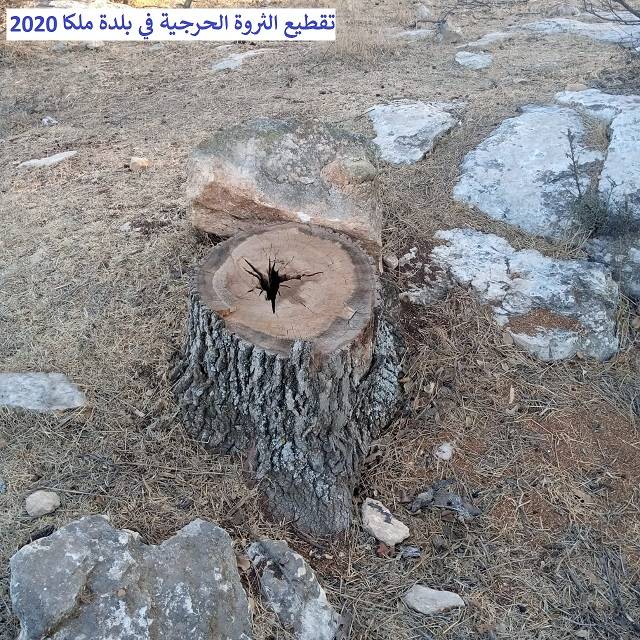 نداء استغاثة عاجل من (مرصد ملكا الإعلامي) للحكومة بسبب التحطيب الجائر للثروة الحرجية المعمّرة في جبال وأودية ملكا والقرى المحيطة بها ودعوة (داودية) وزير الزراعة أن يكون حامياً للثروة الحرجية