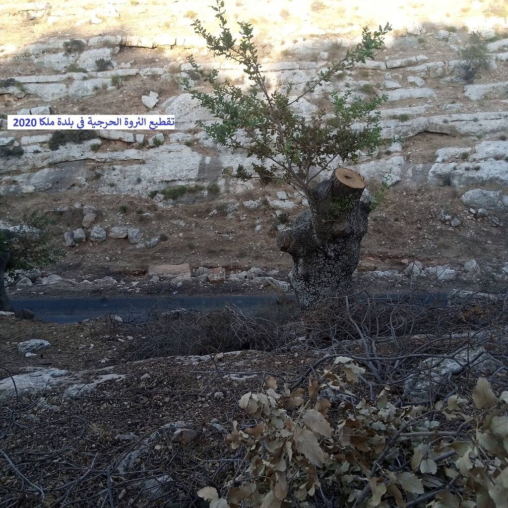 نداء استغاثة عاجل من (مرصد ملكا الإعلامي) للحكومة بسبب التحطيب الجائر للثروة الحرجية المعمّرة في جبال وأودية ملكا والقرى المحيطة بها ودعوة (داودية) وزير الزراعة أن يكون حامياً للثروة الحرجية