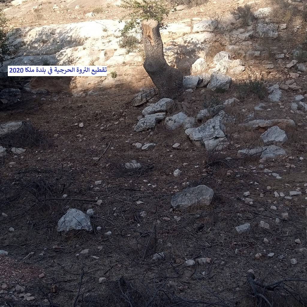 نداء استغاثة عاجل من (مرصد ملكا الإعلامي) للحكومة بسبب التحطيب الجائر للثروة الحرجية المعمّرة في جبال وأودية ملكا والقرى المحيطة بها ودعوة (داودية) وزير الزراعة أن يكون حامياً للثروة الحرجية