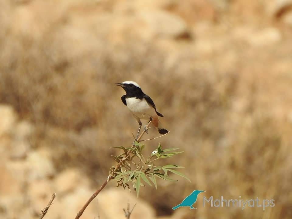 محميات فلسطين يستهدف تنظيف عيون الماء في المحميات الطبيعية
