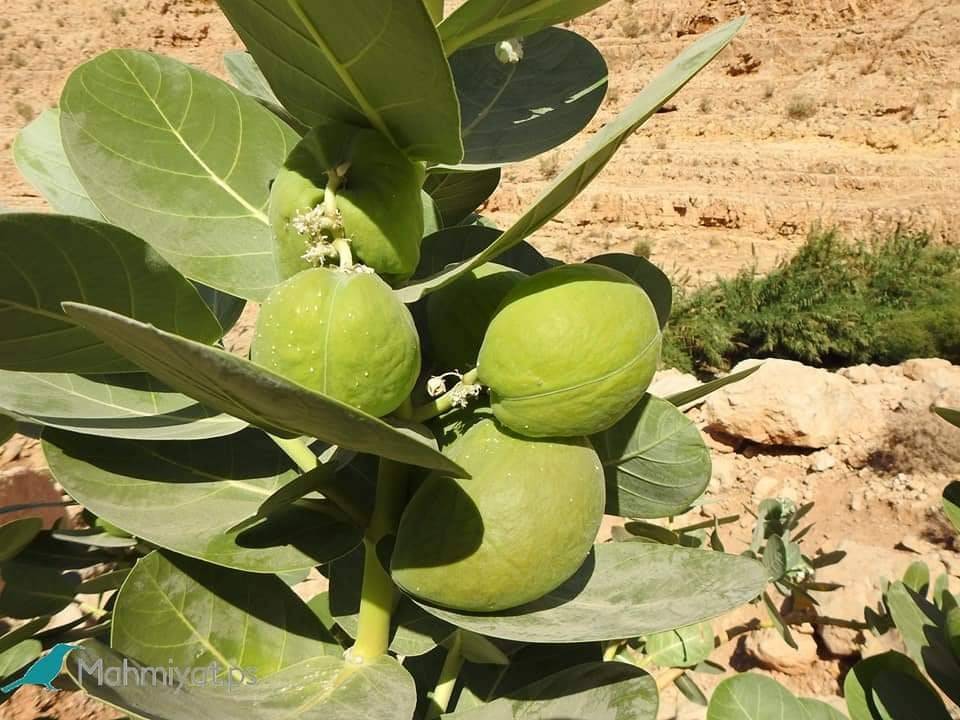 محميات فلسطين يستهدف تنظيف عيون الماء في المحميات الطبيعية