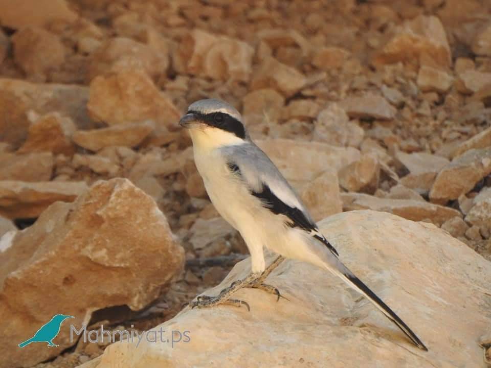 محميات فلسطين يستهدف تنظيف عيون الماء في المحميات الطبيعية