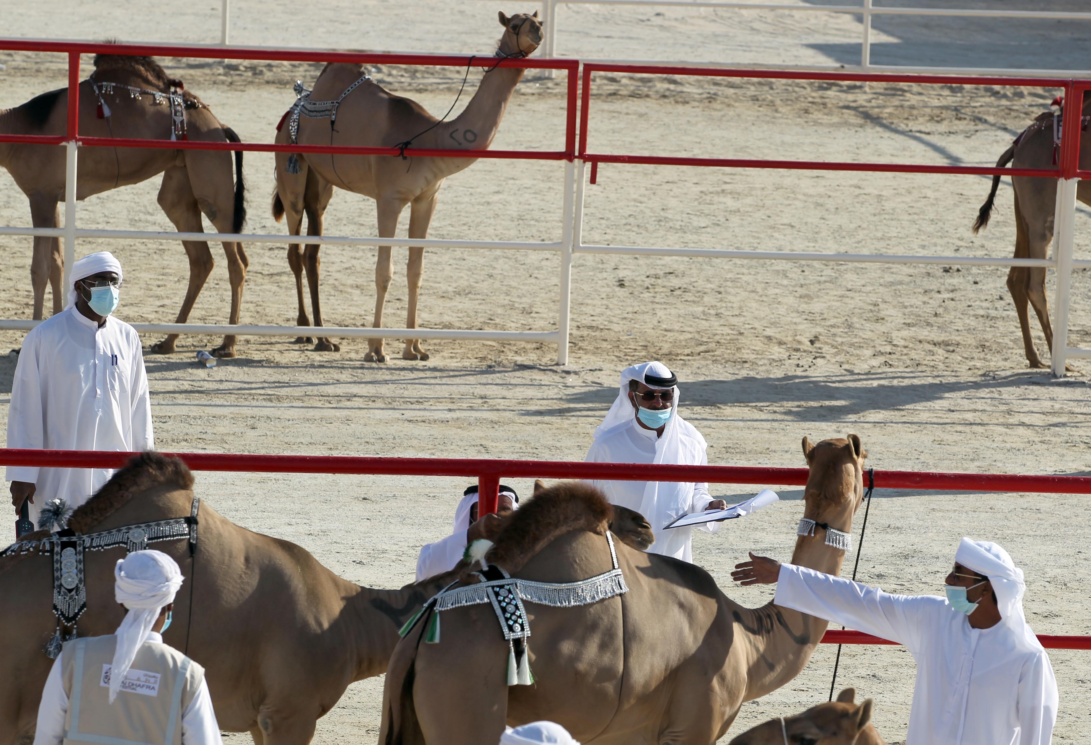 مهرجان الظفرة 14 يعلن نتائج أشواط المفاريد - محليات في مزاينة الإبل 