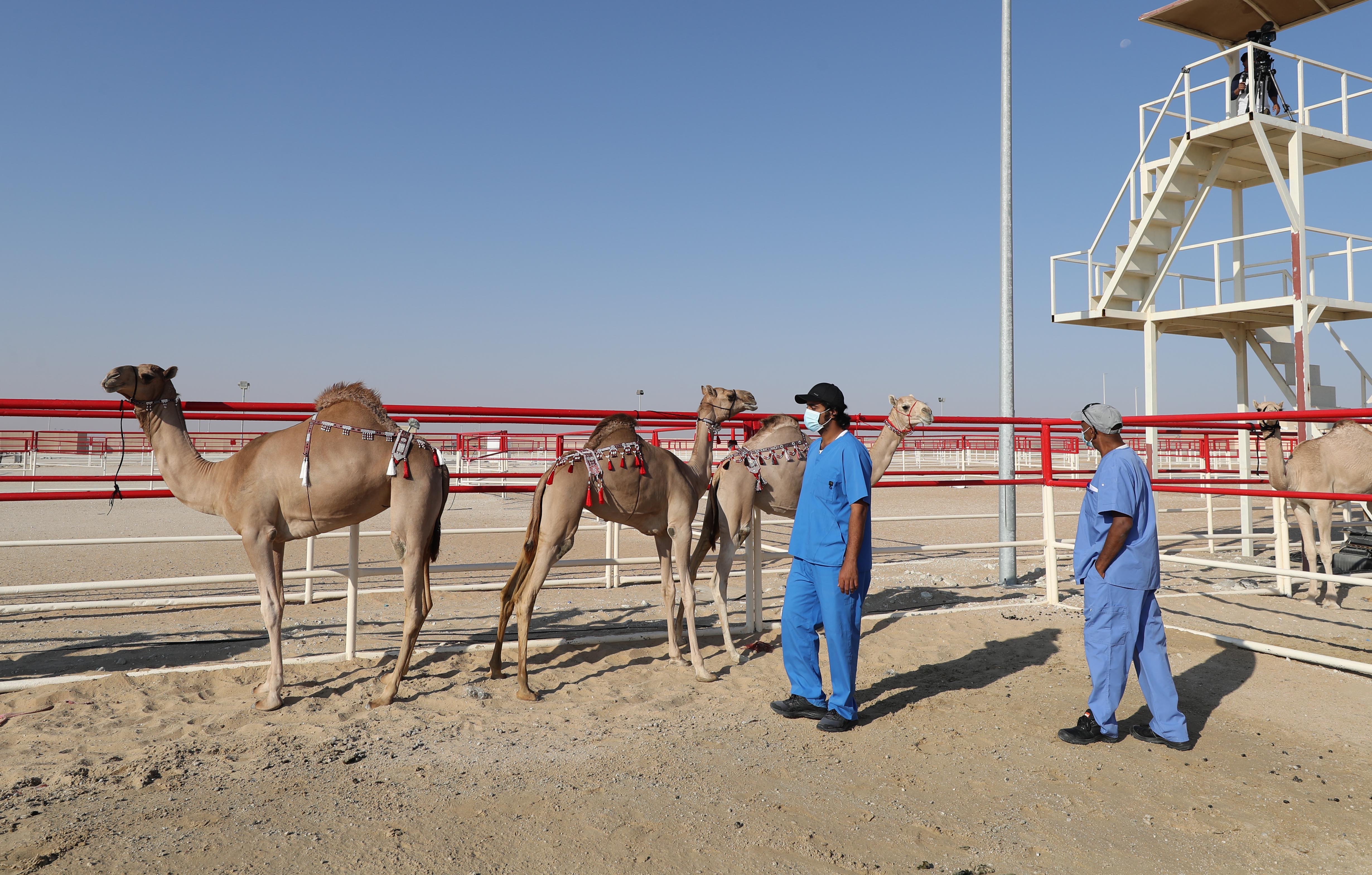 مهرجان الظفرة 14 يعلن نتائج أشواط المفاريد - محليات في مزاينة الإبل 