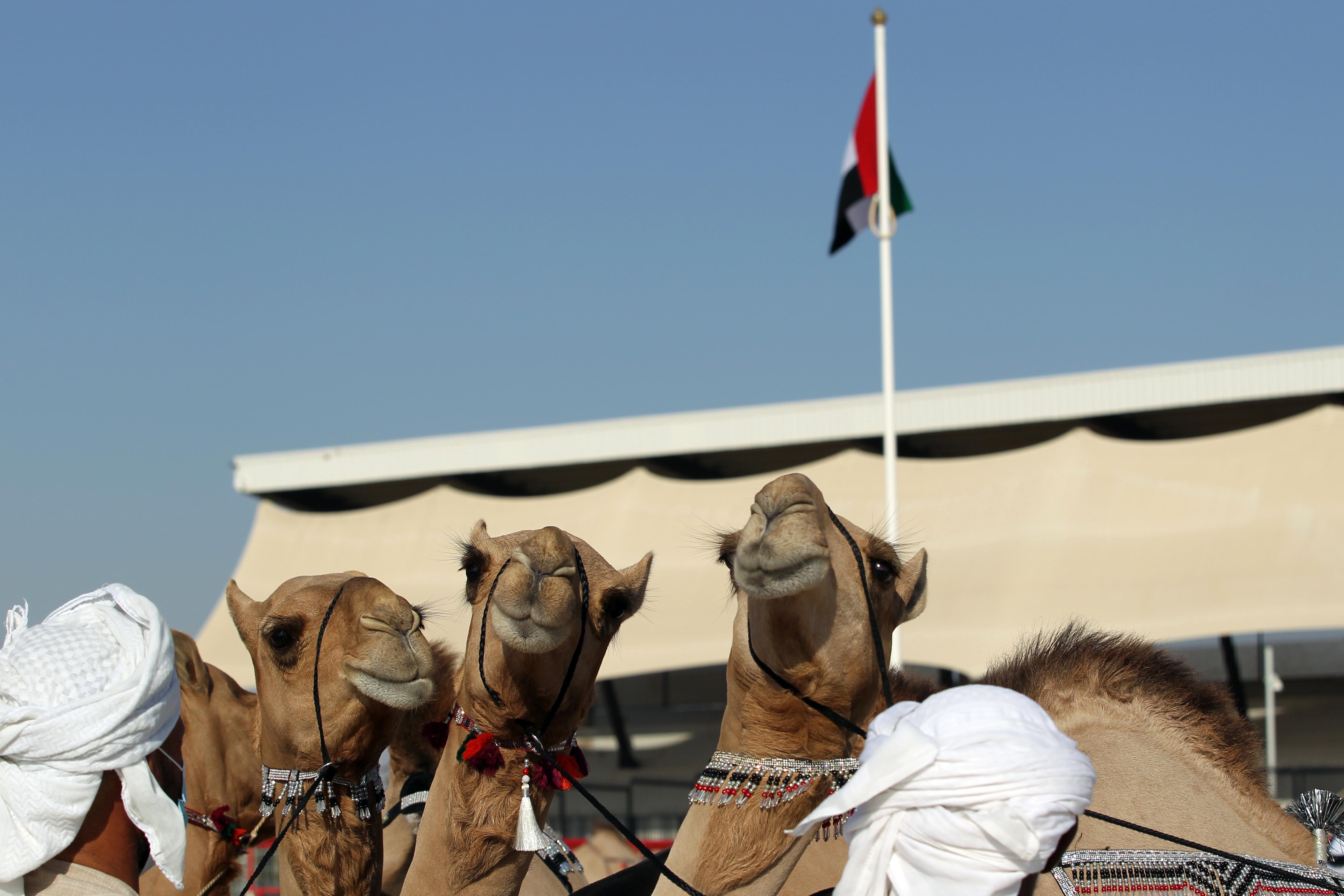 مهرجان الظفرة 14 يعلن نتائج أشواط المفاريد - محليات في مزاينة الإبل 