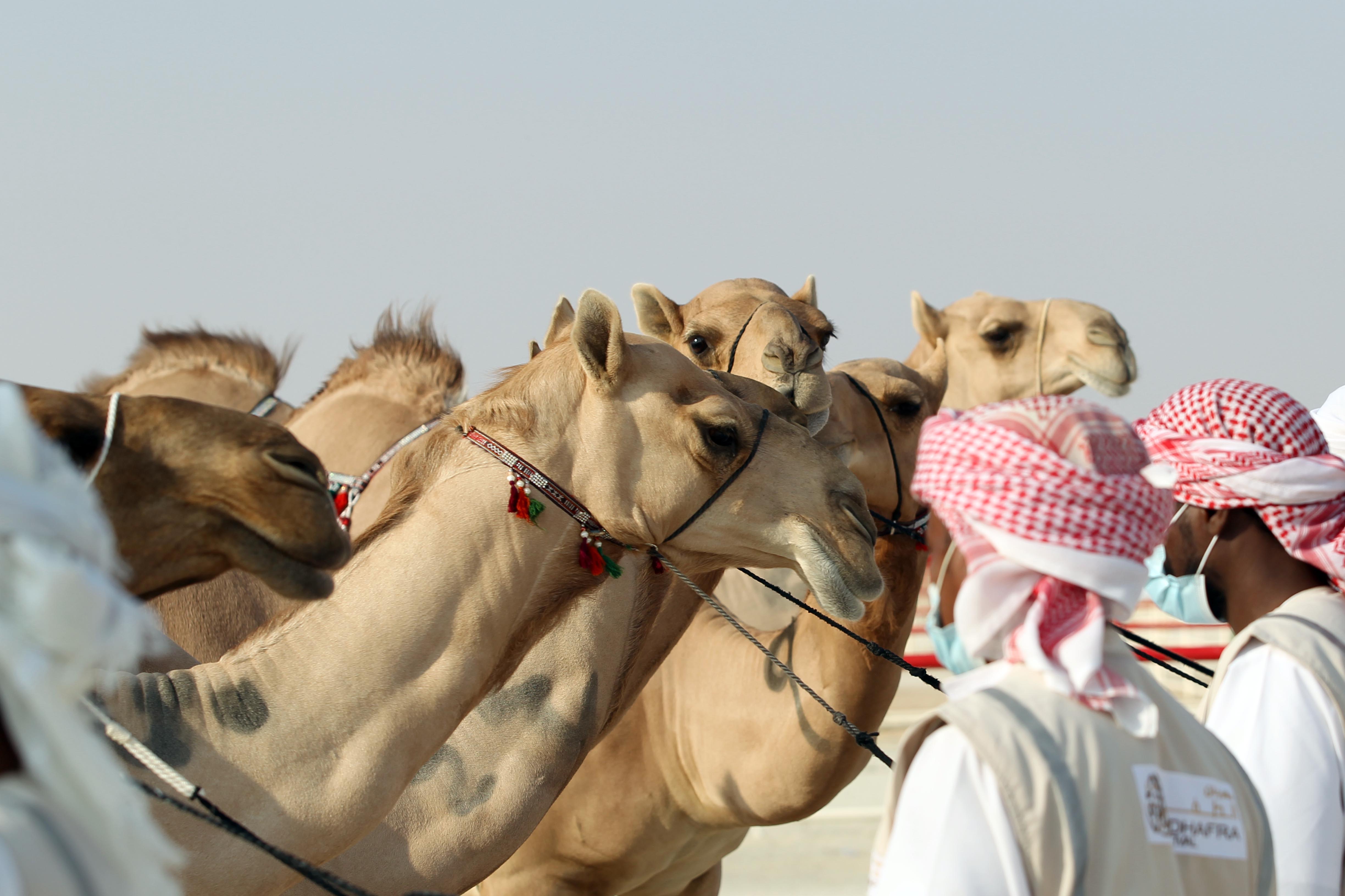 إعلان نتائج أشواط الحقايق – محليات في مزاينة الإبل بمهرجان الظفرة 