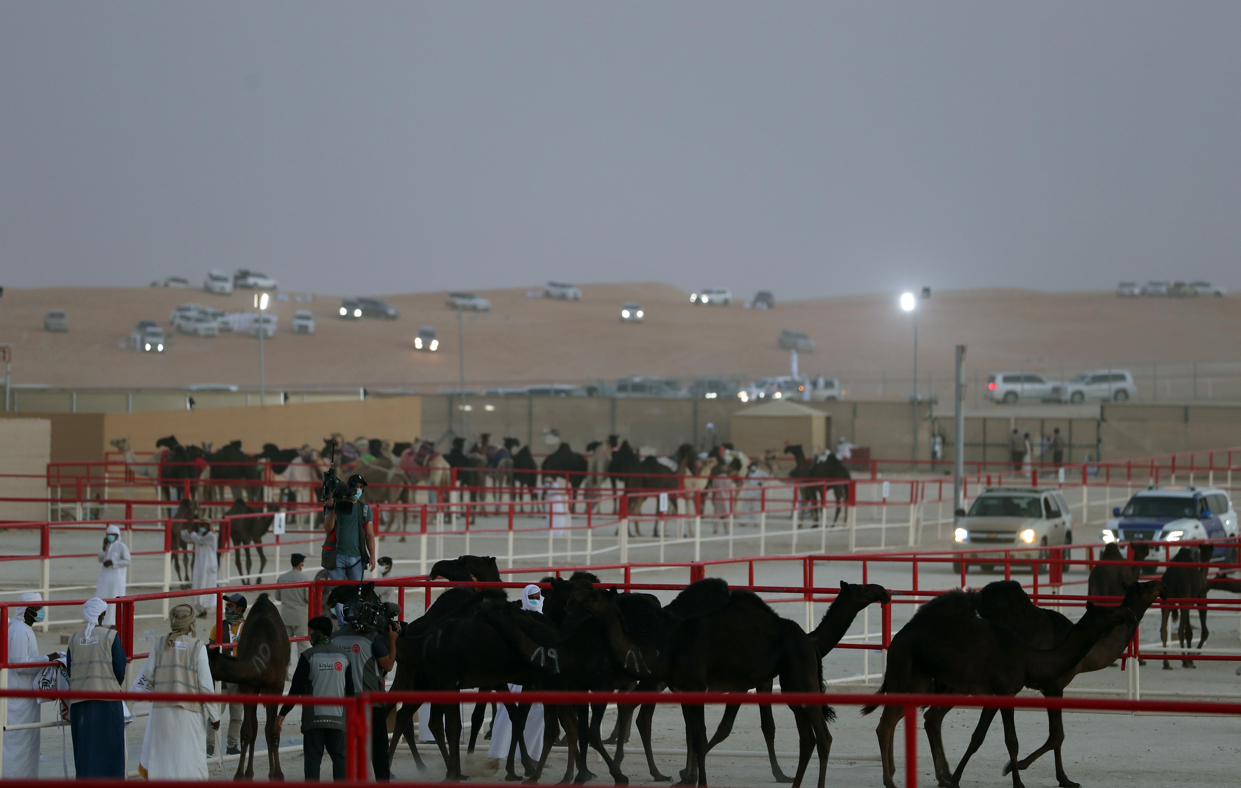 مهرجان الظفرة 14 يعلن نتائج أشواط المفاريد - مجاهيم في مزاينة الإبل