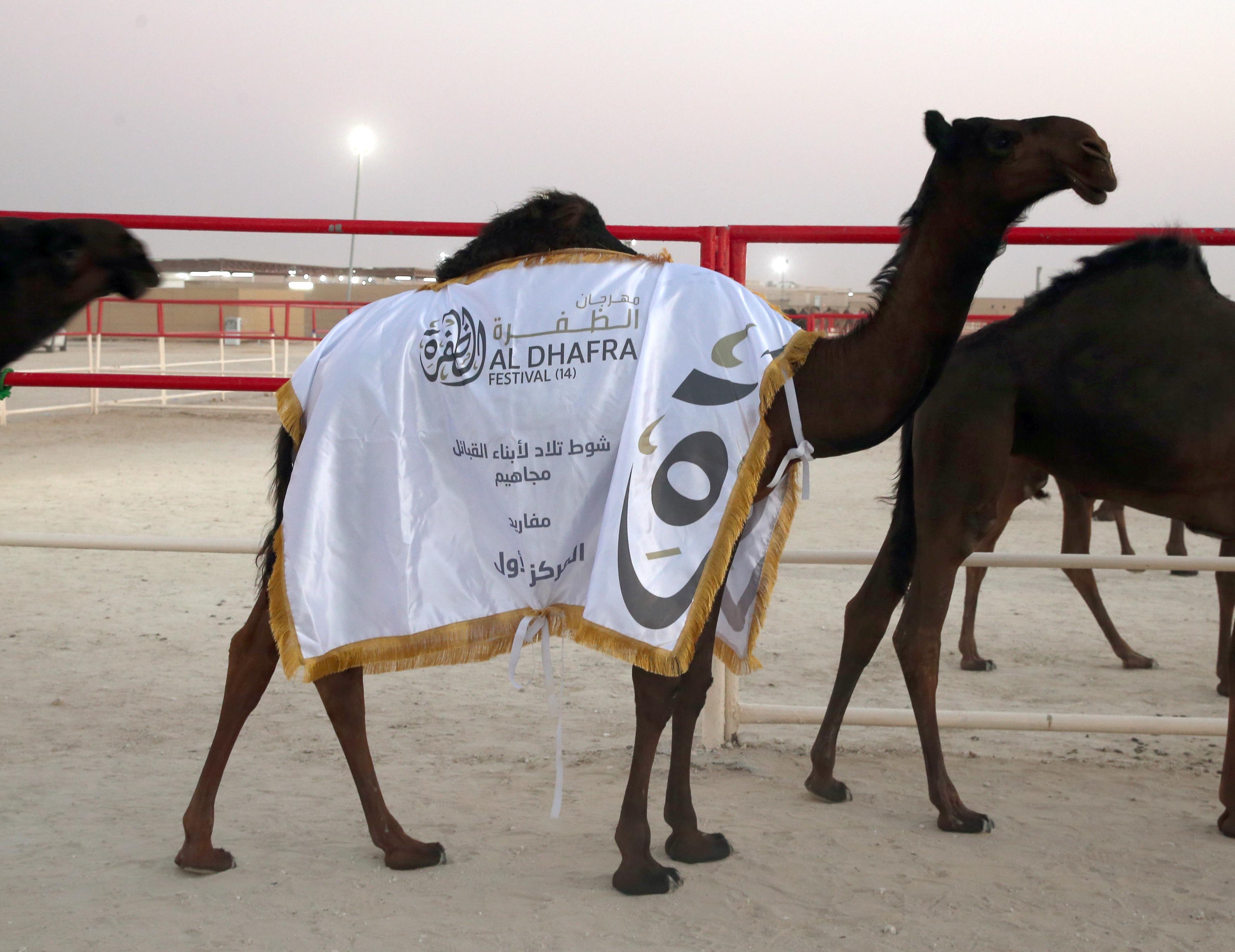 مهرجان الظفرة 14 يعلن نتائج أشواط المفاريد - مجاهيم في مزاينة الإبل