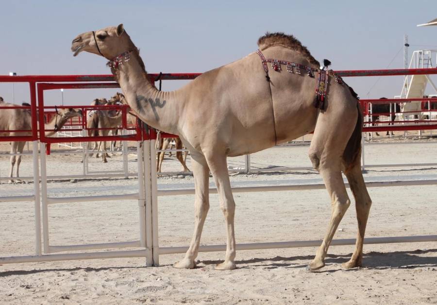 ملاك الإبل يستعدون لمزاينة إبل اللقايا والإيذاع – محليات في مهرجان الظفرة 14