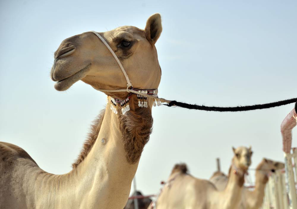 ملاك الإبل يستعدون لمزاينة إبل اللقايا والإيذاع – محليات في مهرجان الظفرة 14