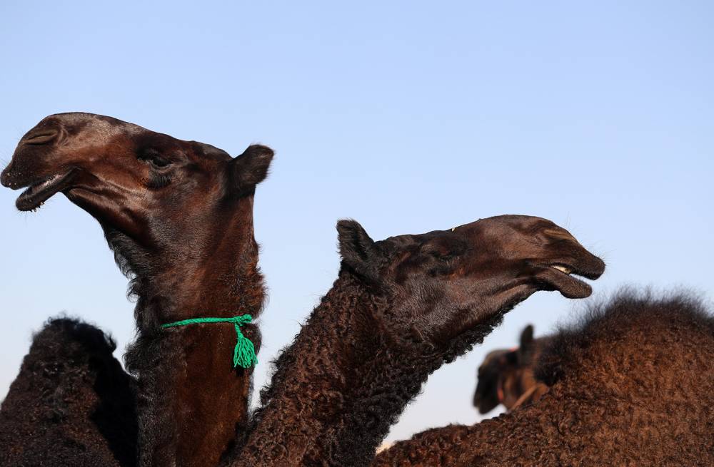 ملاك الإبل يستعدون لمزاينة إبل اللقايا والإيذاع – محليات في مهرجان الظفرة 14